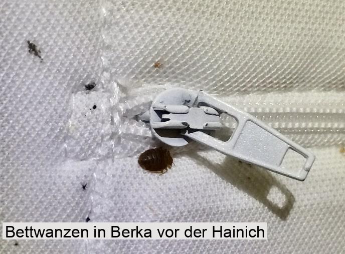 Bettwanzen in Berka vor der Hainich